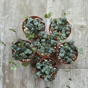 May include: Overhead view of five small, round, terracotta pots filled with String of Hearts succulents. The plants have heart-shaped leaves with a mottled pattern and trailing vines. The pots are arranged on a light-colored, wood-grain surface.