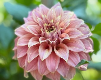 Dahlia Tubers - Rare varieties