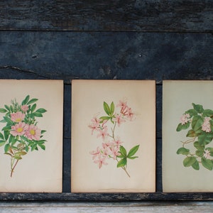 3 Vintage Chromolithograph Pink Floral Botanical Prints image 1
