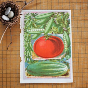 Antique Botanical Chromolithograph Print Child&#39;s Seed Catalog Peas, Tomatoes, & Cucumber
