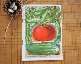 Antique Botanical Chromolithograph Print Child's Seed Catalog Peas, Tomatoes, & Cucumber