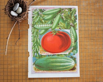 Antique Botanical Chromolithograph Print Child&#39;s Seed Catalog Peas, Tomatoes, & Cucumber