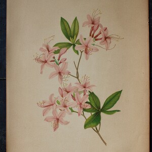 3 Vintage Chromolithograph Pink Floral Botanical Prints image 5