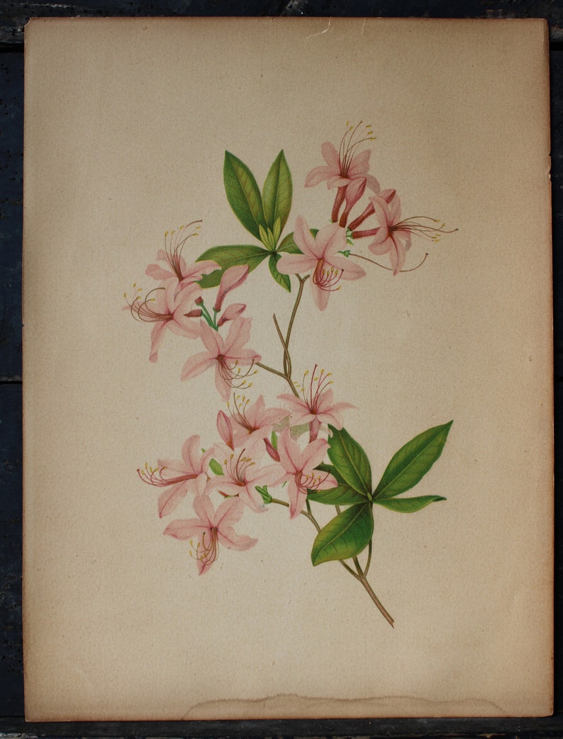 3 Vintage Chromolithograph Pink Floral Botanical Prints image 5