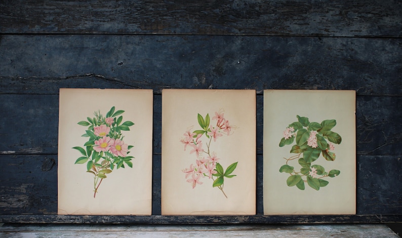 3 Vintage Chromolithograph Pink Floral Botanical Prints image 1