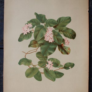 3 Vintage Chromolithograph Pink Floral Botanical Prints image 7