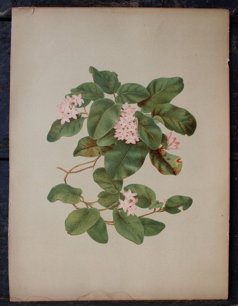 3 Vintage Chromolithograph Pink Floral Botanical Prints image 7