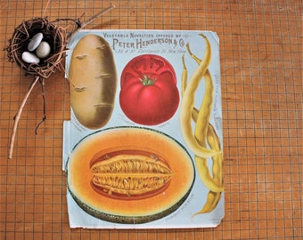 Antique Botanical Chromolithograph Print Peter Henderson Vegetable Seed Catalog Cover 1889