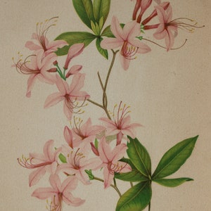 3 Vintage Chromolithograph Pink Floral Botanical Prints image 6