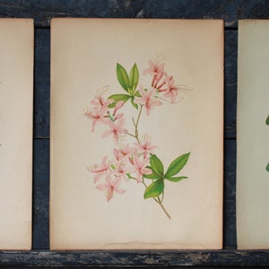 3 Vintage Chromolithograph Pink Floral Botanical Prints image 2