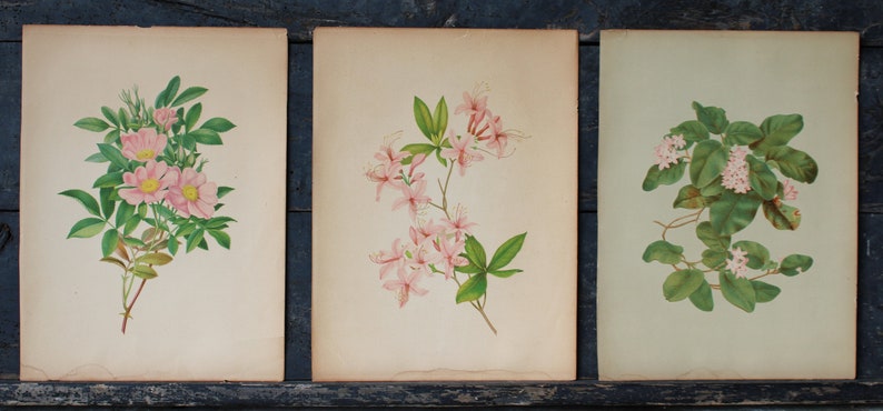 3 Vintage Chromolithograph Pink Floral Botanical Prints image 2