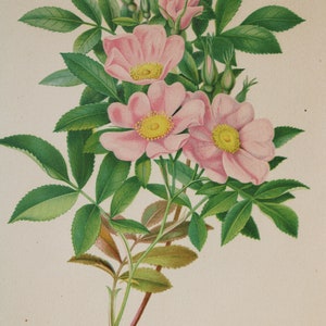 3 Vintage Chromolithograph Pink Floral Botanical Prints image 4