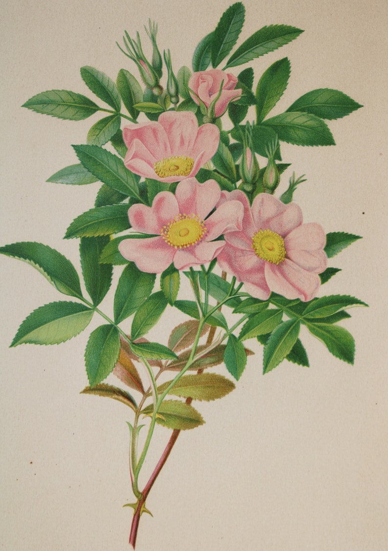 3 Vintage Chromolithograph Pink Floral Botanical Prints image 4