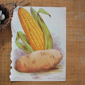 Ancienne Chromolithographie Botanique Illustration du Catalogue de Semences du Fils de James Vick, Maïs et Pomme de Terre