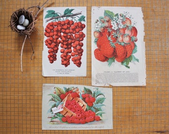 3 Antique Botanical Chromolithograph Fruit Berries Nursery Catalog Pages