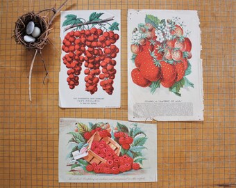 3 Antique Botanical Chromolithograph Fruit Berries Nursery Catalog Pages