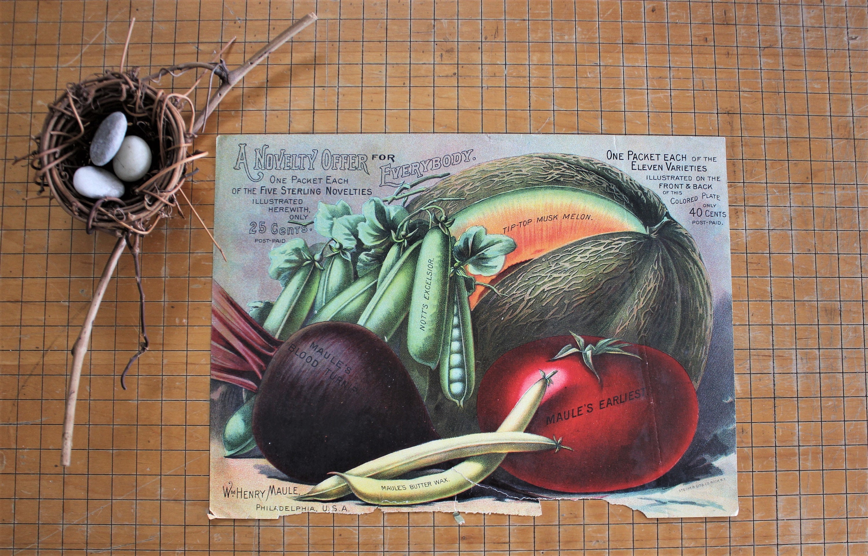 Antique Botanical Chromolithograph Print Wm. Henry Maule Seed Catalog Cover