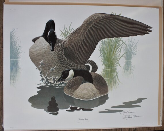 Canada goose cheap andorra history