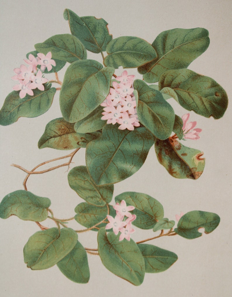 3 Vintage Chromolithograph Pink Floral Botanical Prints image 8