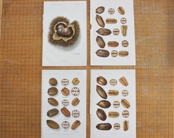 4 Antique Chromolithograph Book Plates of Nuts from U.S. Dept. of Agriculture Yearbook