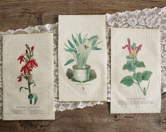 3 Antique 19th c. Hand Colored Floral Botanical Prints