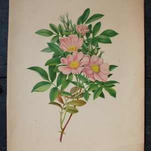 3 Vintage Chromolithograph Pink Floral Botanical Prints image 3