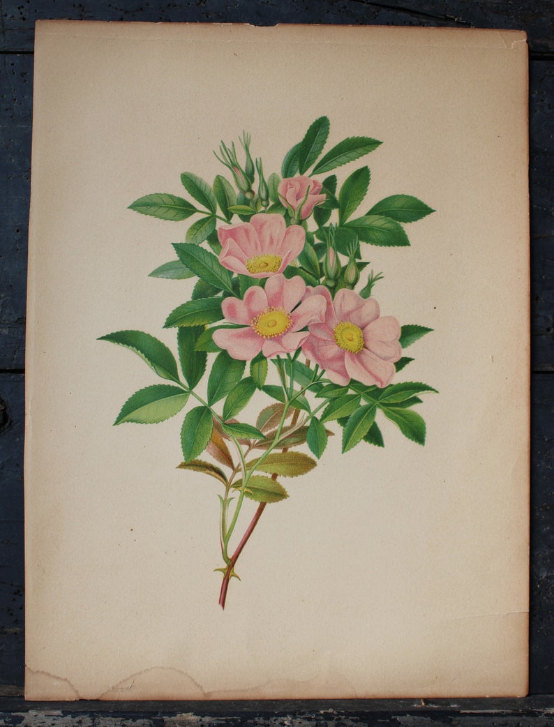 3 Vintage Chromolithograph Pink Floral Botanical Prints image 3