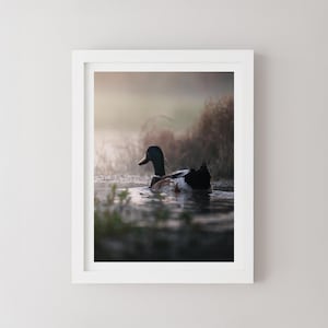 Mallard Art Print, Wildlife Photography, Fine Art Print, Nature Photography, Bird Lovers Decor, Wall Art Decor, duck photograph