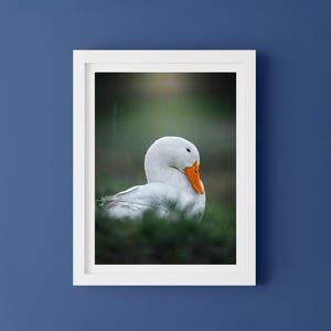 Wildlife prints, Duck Art Print, Wildlife Photography, Fine Art Print, Nature Photography, original fine art photography, Bird Lovers Decor