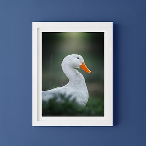 Wildlife print, Wildlife Photography, Duck Art Print, Fine Art Print, Nature Photography, original fine art photography, Bird Lovers Decor