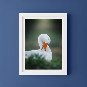 Duck Art Print, Wildlife Photography, Fine Art Print, Nature Photography, Bird Lovers Decor, Wall Art Decor, original fine art photography