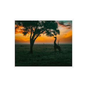 Stampa fotografica della fauna selvatica al tramonto / Safari africano / Serengeti / Giraffa