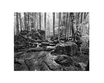 Fine Art Moody Forest Trees Print, Black And White Nature Photography, Forest Print, Forest Photography print, Forest Art, Nature Wall Art