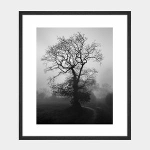 Tree Photo Black And White, Gift For Nature Lover, Minimalist Black and White Fine Art Photography of Tree in Fog, Irish Landscape Prints