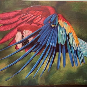 オウムの絵 | 5インチ×7インチのオリジナルアート | 色鉛筆アート