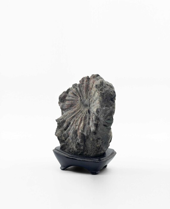 Suiseki, Chrysanthemum-patterned Stone (kikka-seki), Neodani-ishi