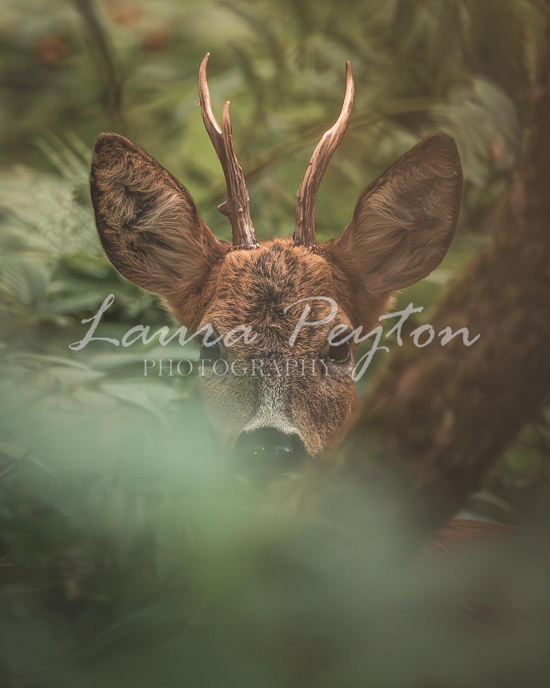 Roe Deer Digital Print - Etsy