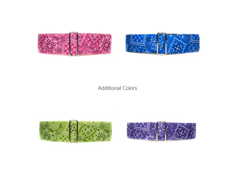 May include: Four different patterned dog collars with silver buckles. The collars are pink, blue, green, and purple.
