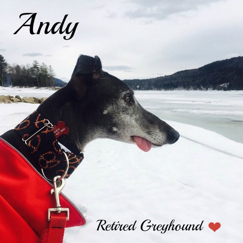 Pretzel Martingale Collar Pretzel Dog Collar 2 Inch Etsy