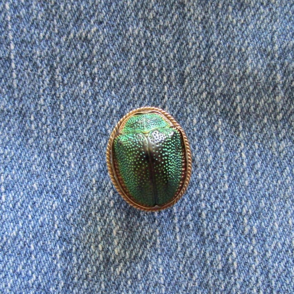 Antique Art Nouveau Era Real Scarab Beetle Gold Lapel Button