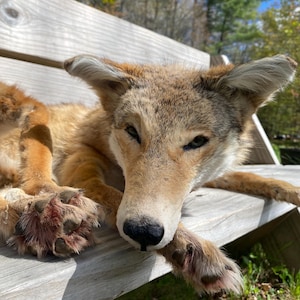May include: A relaxed coyote with tan and brown fur rests on a wooden bench. The coyote's paws are visible, and it appears to be enjoying the sunlight. The background includes green grass and trees.