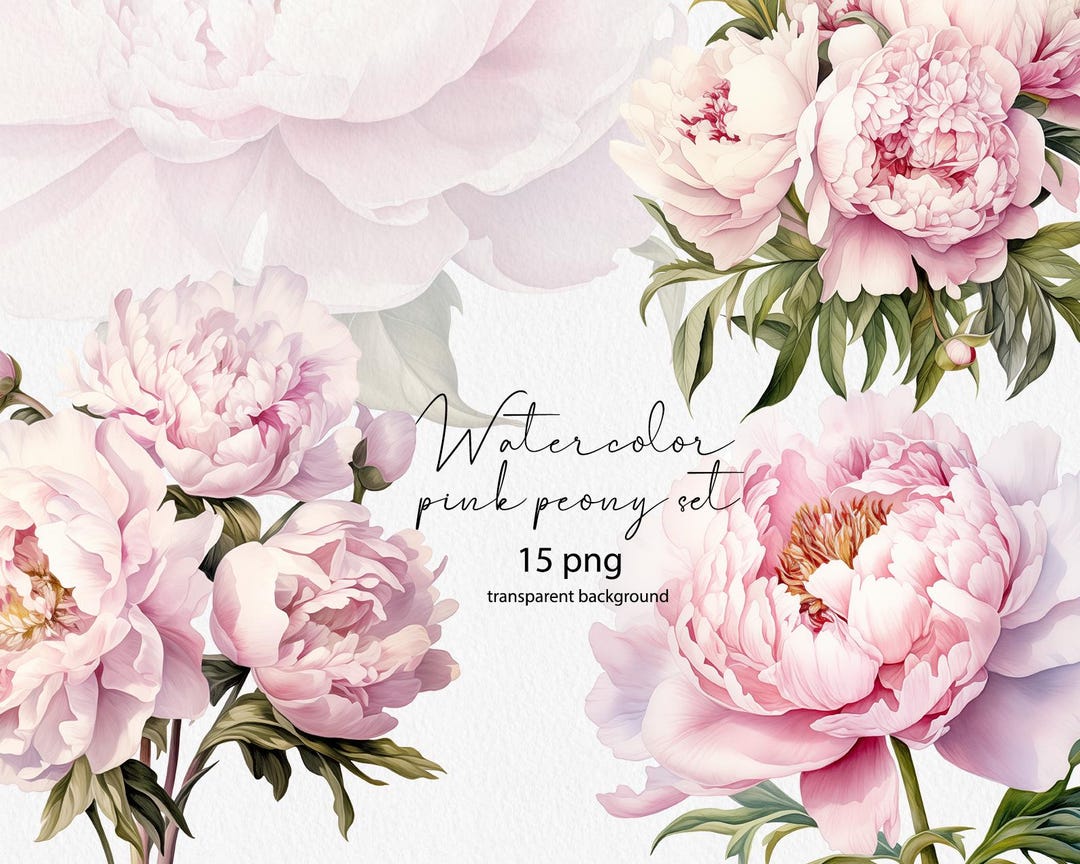 Watercolor Pink Peony Clipart Set: Blush Floral PNG (digital Download ...