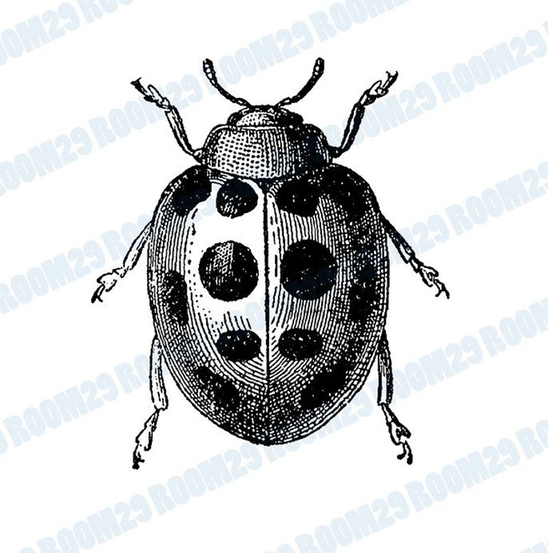 Instant Download Vintage Beetle Illustration Download and | Etsy
