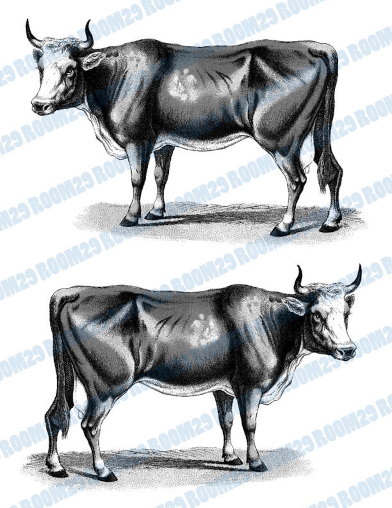 INSTANT DOWNLOAD Vintage Cow Illustration Download and Print | Etsy