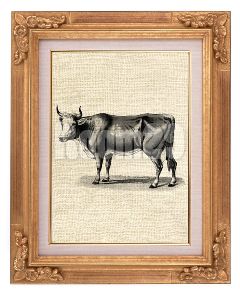 INSTANT DOWNLOAD Vintage Cow Illustration Download and Print | Etsy