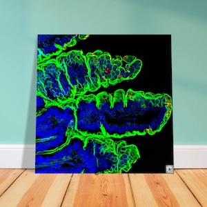 Puede incluir: Una impresión abstracta vibrante que presenta una vista de cerca de una estructura biológica. La imagen muestra una compleja disposición de elementos azules, verdes y rojos sobre un fondo negro, creando un efecto visual impactante. La obra de arte se exhibe en un lienzo cuadrado.