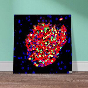 May include: A square canvas print displaying a microscopic image of a cell cluster. The image features a vibrant mix of colours, including red, green, yellow, and blue, set against a black background. The artwork is likely related to biology or medical science.