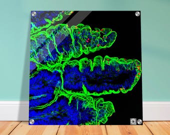 Acrylic Print - Parasite Life Cycle Glow Artwork with QR Code