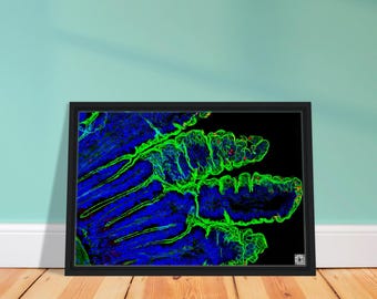 Framed Canvas - Parasite Life Cycle Glow Artwork with QR Code
