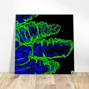 Puede incluir: Una impresión cuadrada que presenta una imagen microscópica de tejido biológico. La imagen muestra una composición vibrante de tonos verdes, azules y rojos sobre un fondo negro. La obra de arte está montada en una pared blanca sobre un suelo de madera.